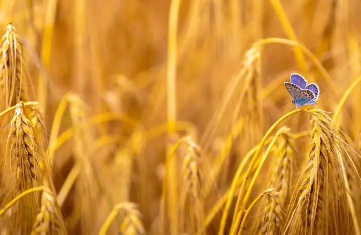 agriculture-biologique