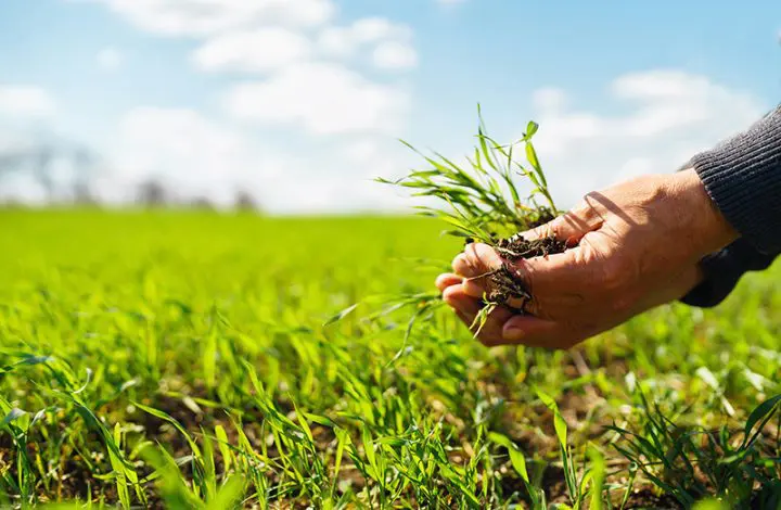 champ-agriculture-groupement-foncier-agricole