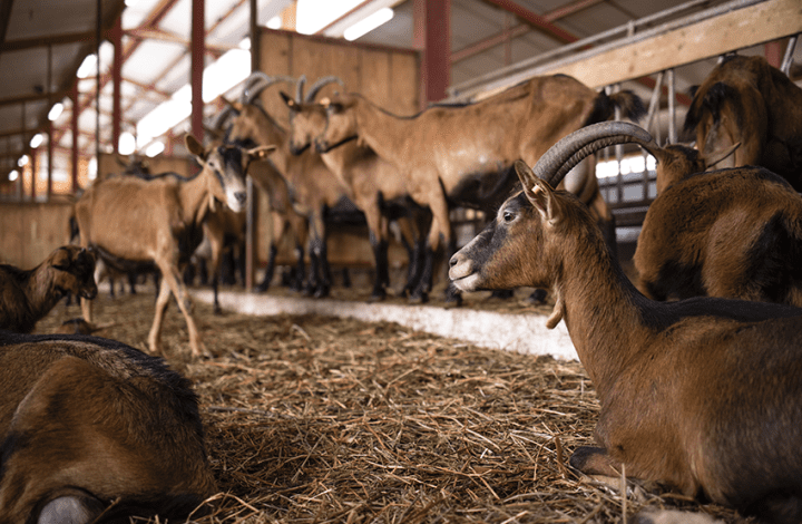 veille-economique-agriculture